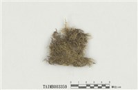 藏品(鐮刀苔屬)的圖片